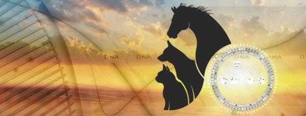 EHD | Mammalian Matrix