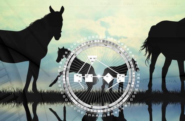 EHD | Gefährte und Wegbegleiter Säugetier